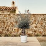 Potted olive tree on a beige tile patio with a stone wall in the background and a pool edge visible on the right.
