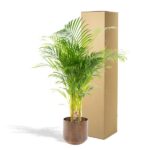 Potted palm plant in a rust-colored pot beside a tall cardboard moving box