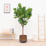 Indoor living room corner featuring a tall potted fiddle-leaf fig tree, a wooden bench with a cushion and bottle, a wooden ladder, and stacked white cushions on a woven mat.