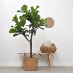 Tall fiddle-leaf fig in a woven basket, placed on a light wooden bench beside a round woven wall decor and a matching straw basket in a minimalist room.