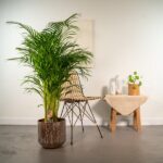 Tall potted palm beside a woven chair and a small table with a beige cloth and a plant.