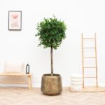 Minimalist indoor scene featuring a lush potted tree in a bronze planter, flanked by a wooden bench with a pillow and a ladder against a white wall.