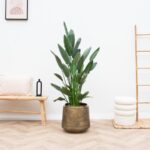 Tall leafy plant in a bronze pot centered in a bright living room with a wooden bench and ladder nearby.