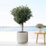 Potted ornamental tree in a large concrete planter on a white deck with a water view beyond. A small vase of flowers sits on a wooden table nearby.