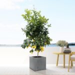 Lemon tree in a square concrete pot on a balcony with a sea view; yellow lemons hang from the lush green branches.