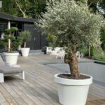 Olive tree in a large white pot on a wooden deck with lounge chairs and modern garden shed in the background.