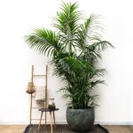 Tall indoor palm plant in a dark gray pot with a small round table and a wooden ladder against a white wall with a towel and lantern accessories nearby on a rug.