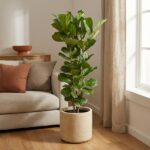 Tall fiddle-leaf fig plant in a beige ceramic pot beside a beige sofa with orange and taupe cushions in a sunlit living room.
