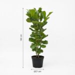Tall leafy potted plant, 160 cm tall with a 27 cm pot diameter.