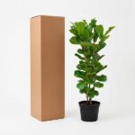 Tall brown cardboard box standing next to a potted green leafy plant on a white background.