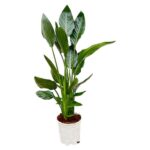 Green leafy houseplant in a white pot with soil, tall and vibrant living room plant