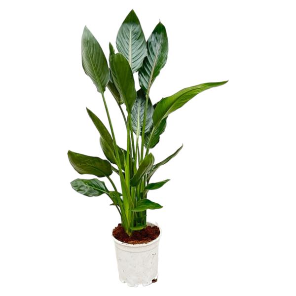Green leafy houseplant in a white pot with soil, tall and vibrant living room plant