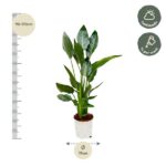 Potted leafy houseplant with a tall height (90–110 cm) and a 19 cm pot; icons show half shade and watering weekly.