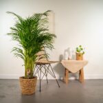 Tall indoor palm in a woven basket beside a wicker chair and a small table with a beige cloth and plant decor.