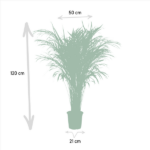 Tall potted ornamental grass plant, about 120 cm tall with a 50 cm crown width and a 21 cm pot diameter.