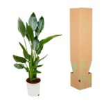 Tall houseplant in a white pot beside a tall cardboard plant-shipping box with green leaf graphics.