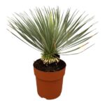Yucca plant with long, spiky gray-green leaves in a brown terracotta pot.