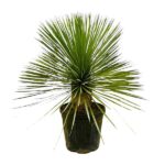 Spiky green plant in a black plastic pot against a white background, likely yucca or dracaena.