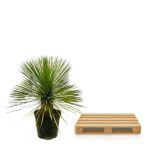 Spiky-leaved houseplant in a black pot beside a light wood slatted tray/pallet on a white background.