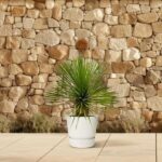 Potted green spiky-leaved plant in a white pot on a pale tiled patio with a textured stone wall behind it.
