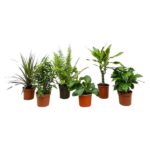 Six potted houseplants in a row on a white background: a spiky-leaved plant, leafy green plant, fern-like plant, pothos, rubber plant, and another leafy plant.