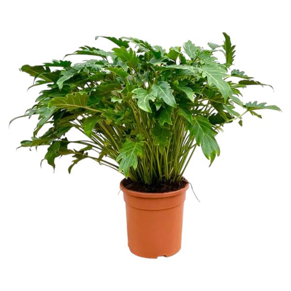 Lush philodendron plant with deeply lobed green leaves in a terracotta pot