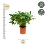 Potted leafy plant with a ruler showing 70–90 cm height and a 22 cm pot width; care tips: half shade, water weekly.
