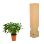 Potted green leafy plant in a terracotta pot next to a tall cardboard box with green plant illustrations on a white background.
