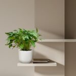 Green potted plant on a beige wall shelf with a few books.