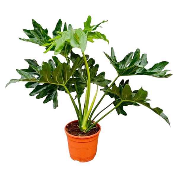 Potted plant with tall green stems and large deeply lobed leaves in an orange pot, indoor houseplant. 2) Glossy green, deeply cut leaves on multiple stems in an orange pot. 3) Philodendron with broad, lobed leaves in a bright orange container. 4) Large-leaf green houseplant in an orange pot. 5) Indoor plant featuring multiple green stems and fan-like lobed leaves in a terracotta-orange pot.