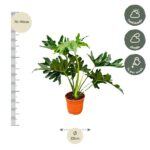 Potted philodendron with large lobed leaves; height 70–90 cm, pot diameter 22 cm; care: half shade to shade, water weekly.