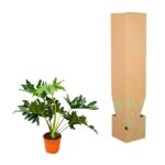 Potted leafy plant in an orange pot beside a tall brown plant shipping box with green leaf designs on it, shown side by side, on white background