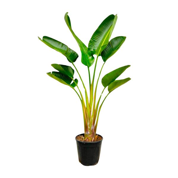 Tall banana plant in a black pot with broad glossy green leaves front-facing view.