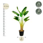Banana plant in a black pot showing height 150–170 cm and width 28 cm, with icons for half shade and weekly watering.
