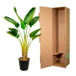 Potted tropical plant with broad green leaves beside an open cardboard shipping box.