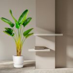 Bright interior with a tall green potted plant beside a beige wall and minimalist white shelves with a few books on the lower shelf.