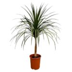 Dracaena marginata (Madagascar dragon tree) in a terracotta pot with long, slender green leaves