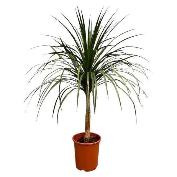 Dracaena marginata (Madagascar dragon tree) in a terracotta pot with long, slender green leaves