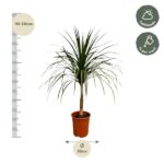Potted Yucca plant with height guide showing 110–130 cm and a 30 cm base width; care tips indicate half shade and watering once per week.