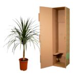 Dracaena plant in a terracotta pot beside a tall open cardboard shipping box.