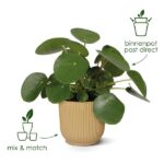 Potted green plant with large round leaves in a ribbed beige pot, plus 'mix & match' and 'binnenpot past direct' branding icons.