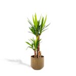 Tall dracaena houseplant with multiple trunks in a rusted brown pot and a care tag attached.