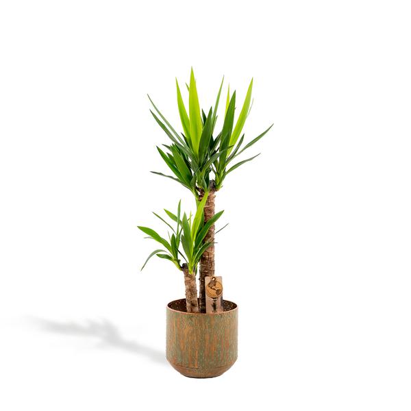 Tall dracaena houseplant with multiple trunks in a rusted brown pot and a care tag attached.