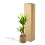 Dracaena plant in a brown pot standing beside a tall cardboard box.