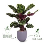 Purple-stemmed variegated houseplant in a lavender pot with green and cream leaves; shows pot options 'direct pot' and 'mix & match'.