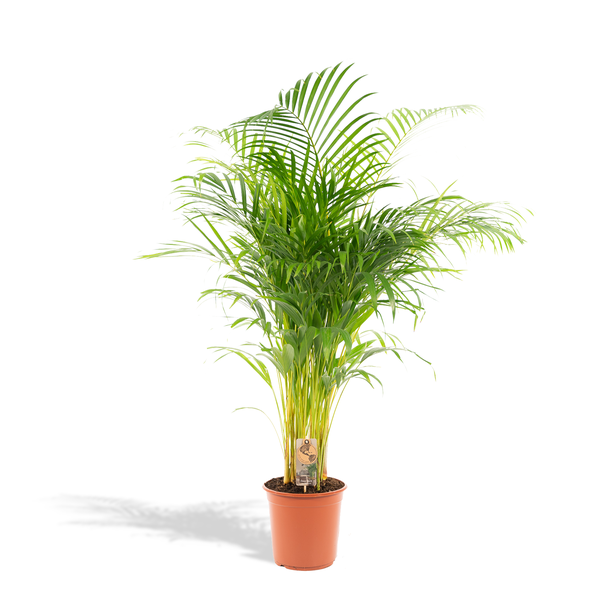 Areca palm in a terracotta pot with a tag, against a white background.