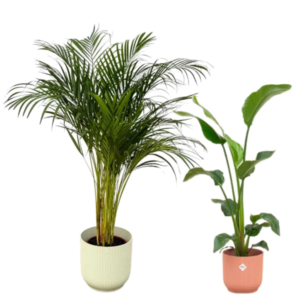 Tegel echte planten